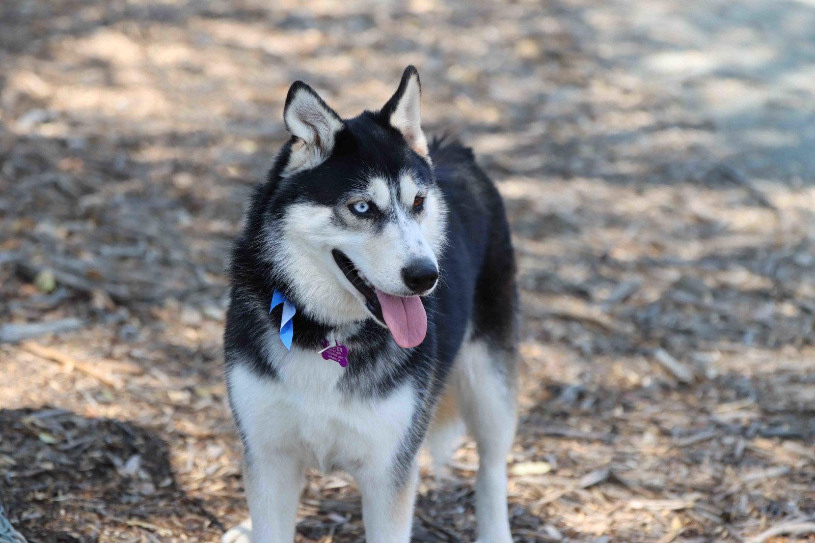 Daena, a Adoptable Siberian Husky in Walnut Creek, CA image 3/3