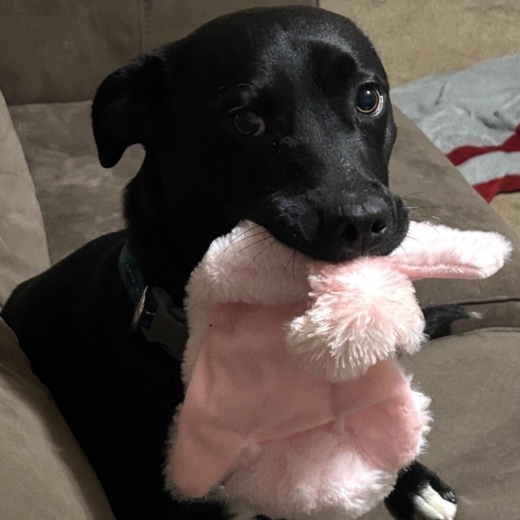 Enlarge Jack, a Adoptable Black Labrador Retriever in Gulfport, MS image 1/1