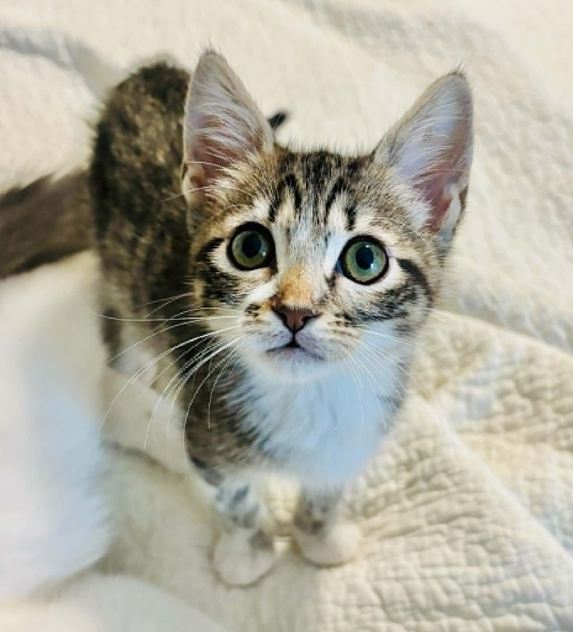 Pedro, an adopted Domestic Short Hair in Mansfield, TX image 1/4