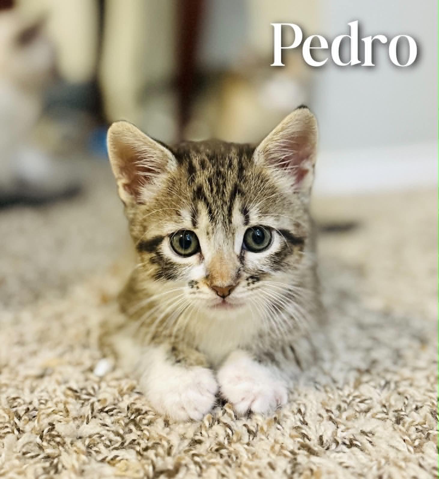 Pedro, an adopted Domestic Short Hair in Mansfield, TX image 4/4