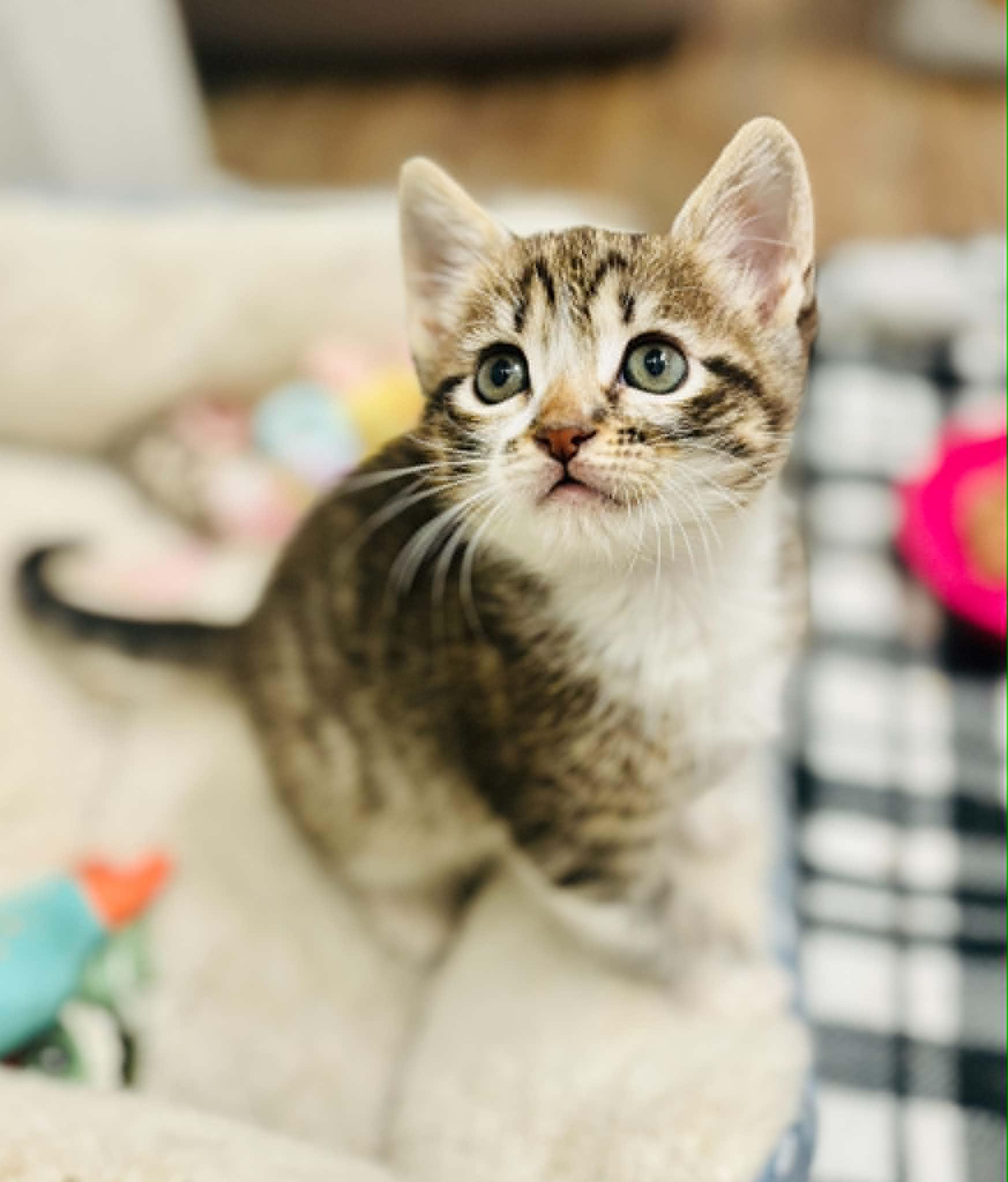 Pedro, an adopted Domestic Short Hair in Mansfield, TX image 3/4