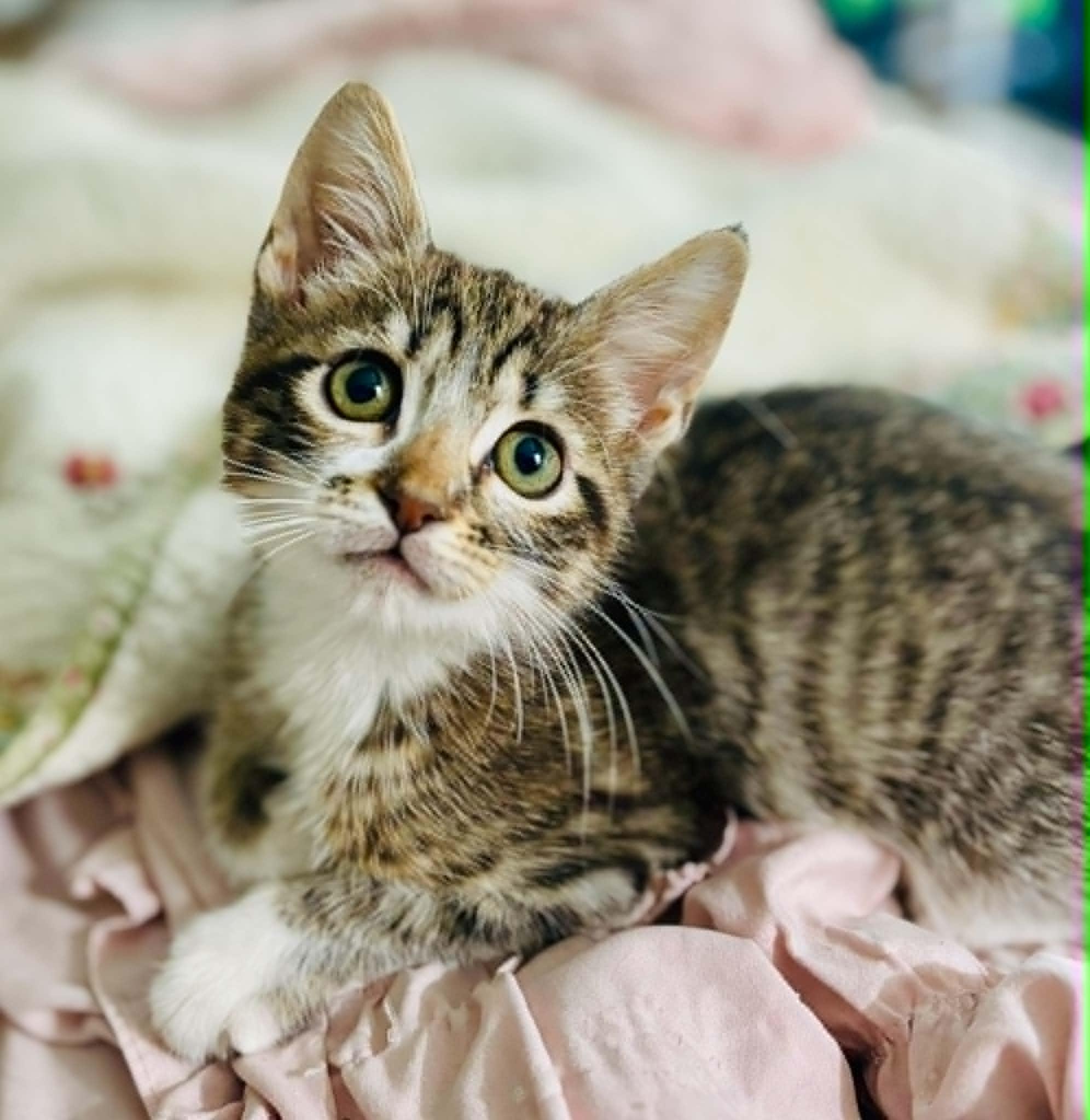 Pedro, an adopted Domestic Short Hair in Mansfield, TX image 2/4