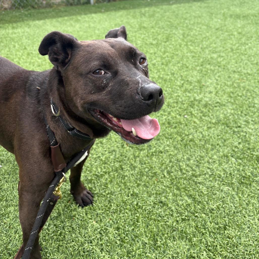 Troy, Adoptable, Adult Male Pit Bull Terrier.
