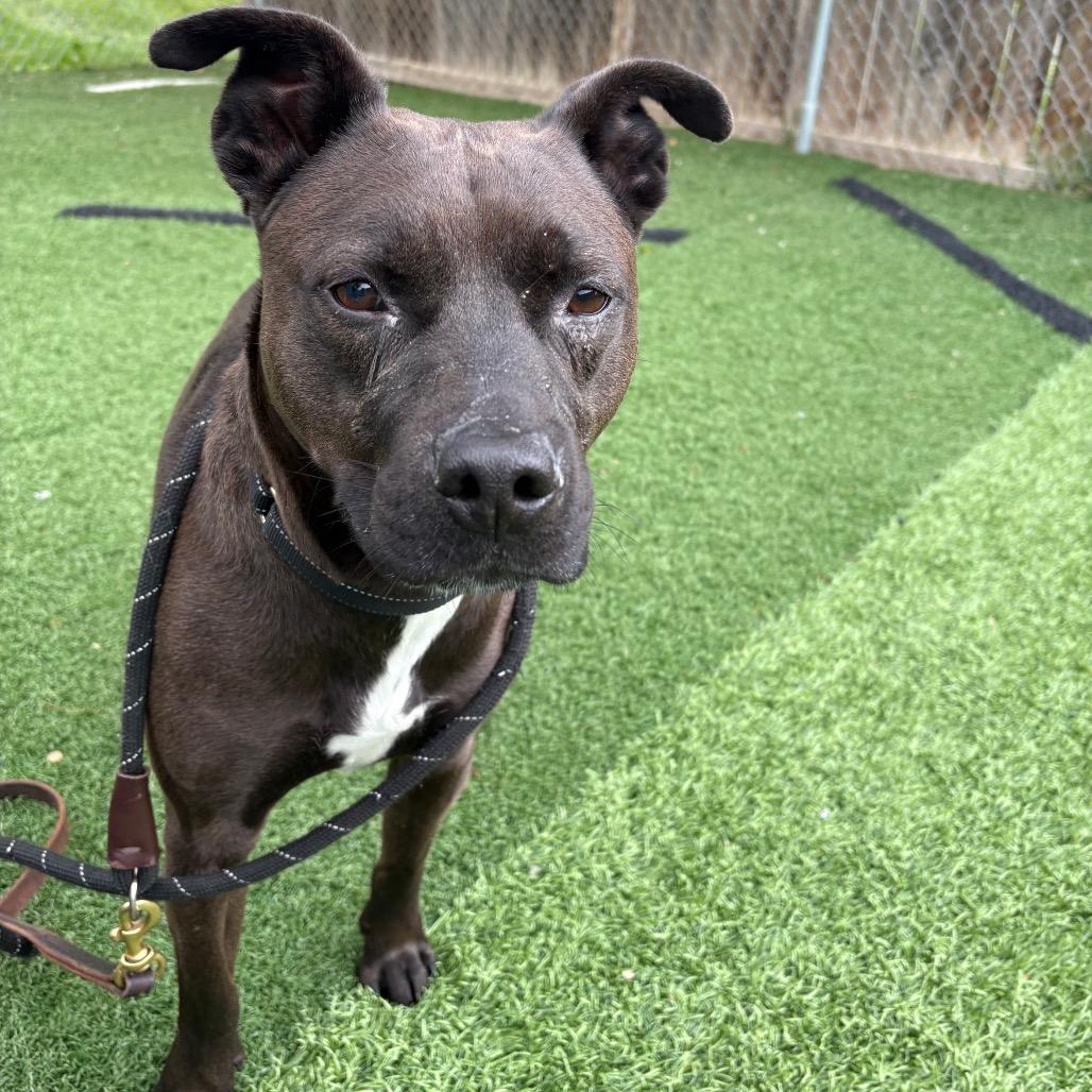 Enlarge Troy, a Adoptable Pit Bull Terrier in Batavia, OH image 2/3