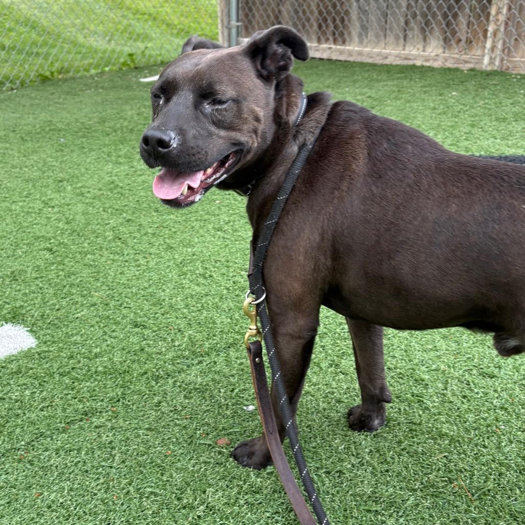 Enlarge Troy, a Adoptable Pit Bull Terrier in Batavia, OH image 3/3