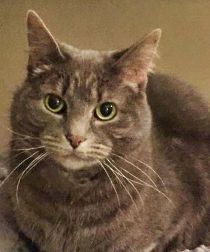 Lillie, Adoptable, Senior Female Domestic Short Hair.