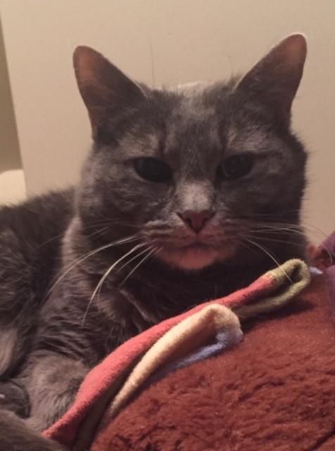 Enlarge Lillie, a Adoptable Domestic Short Hair in Minneapolis, MN image 2/3