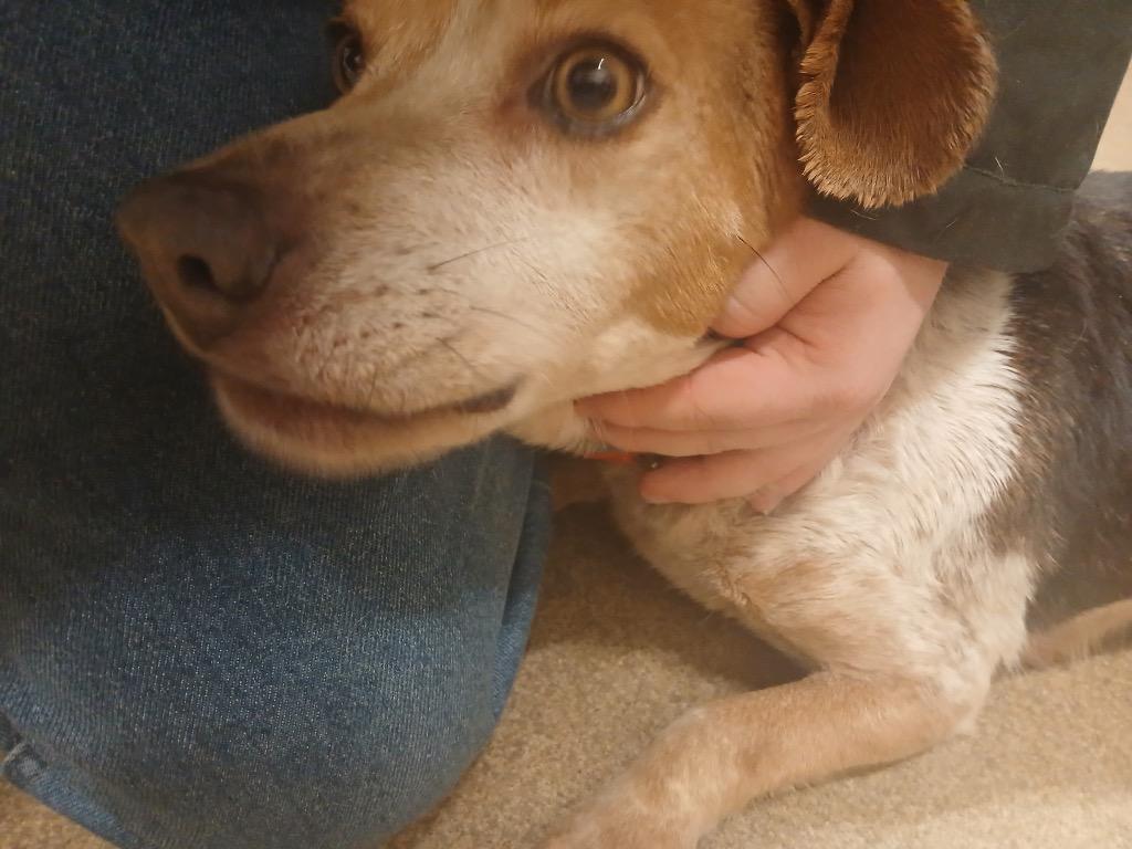 Queen (Pink), Adoptable, Adult Female Beagle.