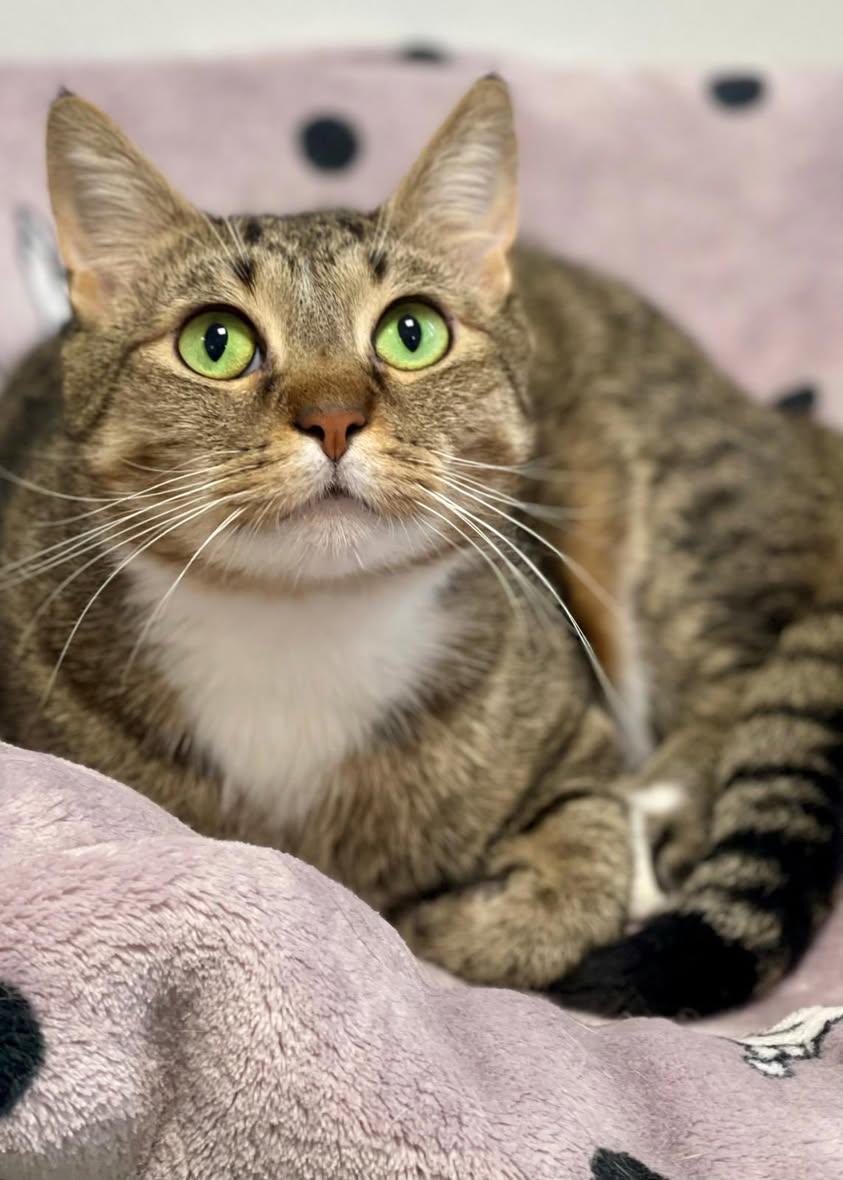 Enlarge Casper, an adopted Domestic Short Hair in Freeport, NY image 2/6