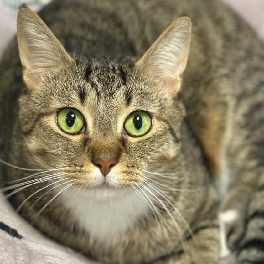 Enlarge Casper, an adopted Domestic Short Hair in Freeport, NY image 1/6