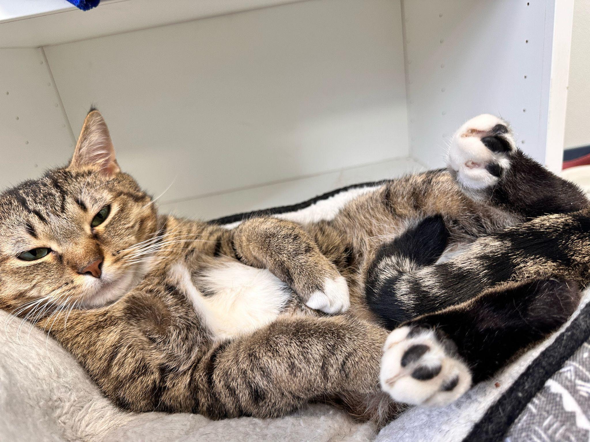 Enlarge Casper, an adopted Domestic Short Hair in Freeport, NY image 4/6