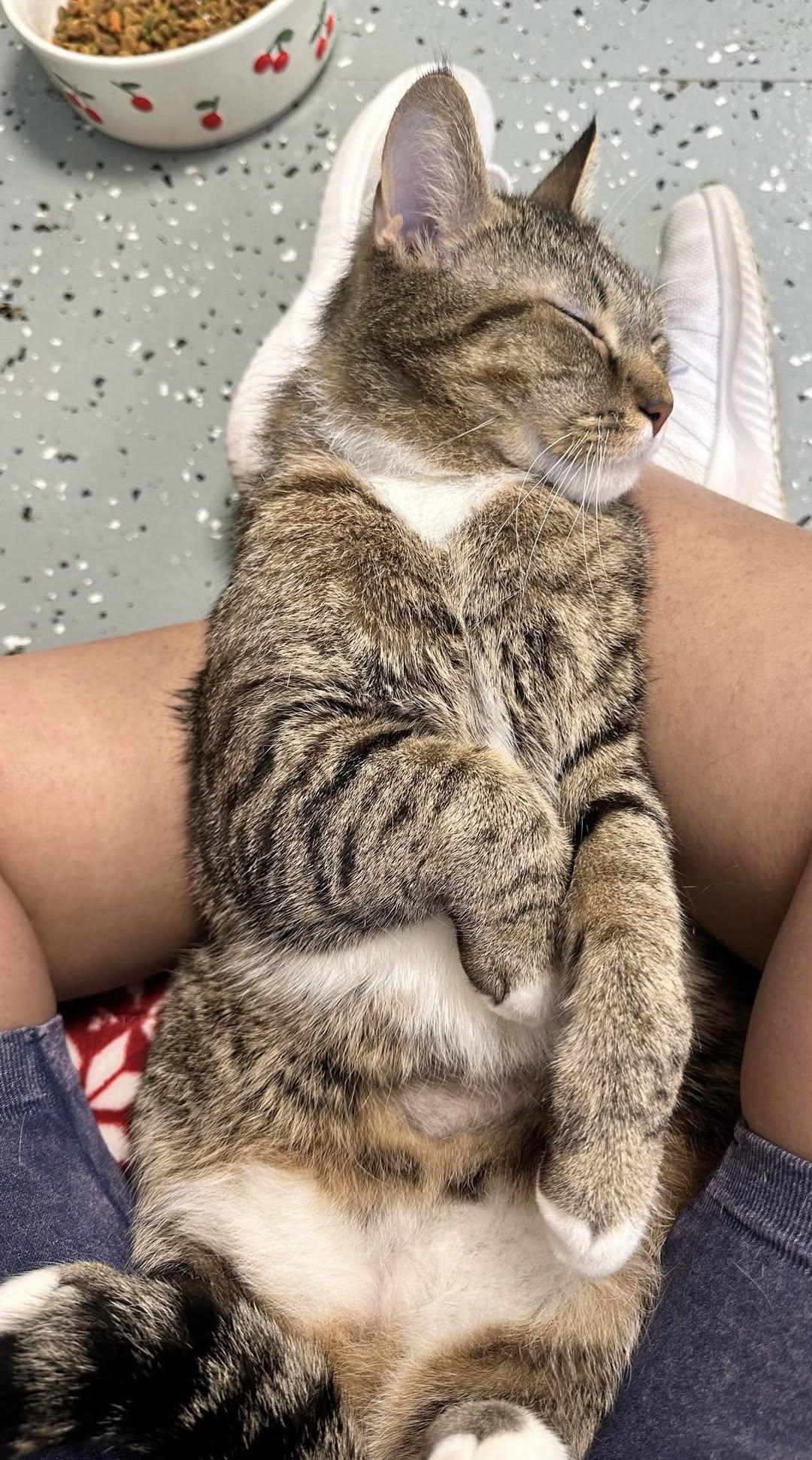 Enlarge Casper, an adopted Domestic Short Hair in Freeport, NY image 6/6