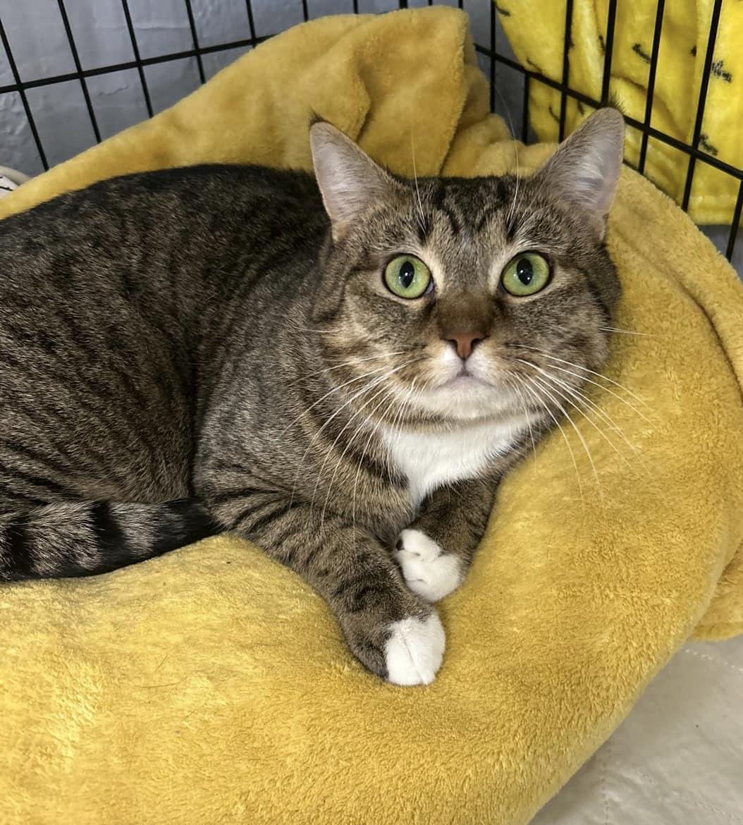 Enlarge Casper, an adopted Domestic Short Hair in Freeport, NY image 5/6