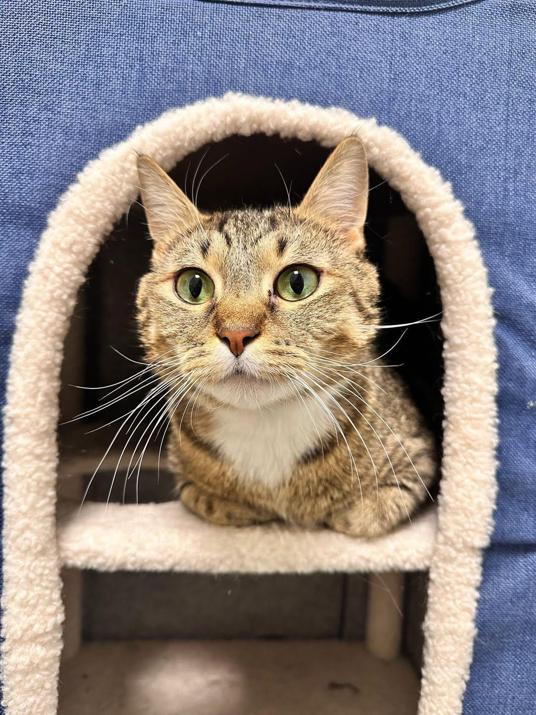 Enlarge Casper, an adopted Domestic Short Hair in Freeport, NY image 3/6