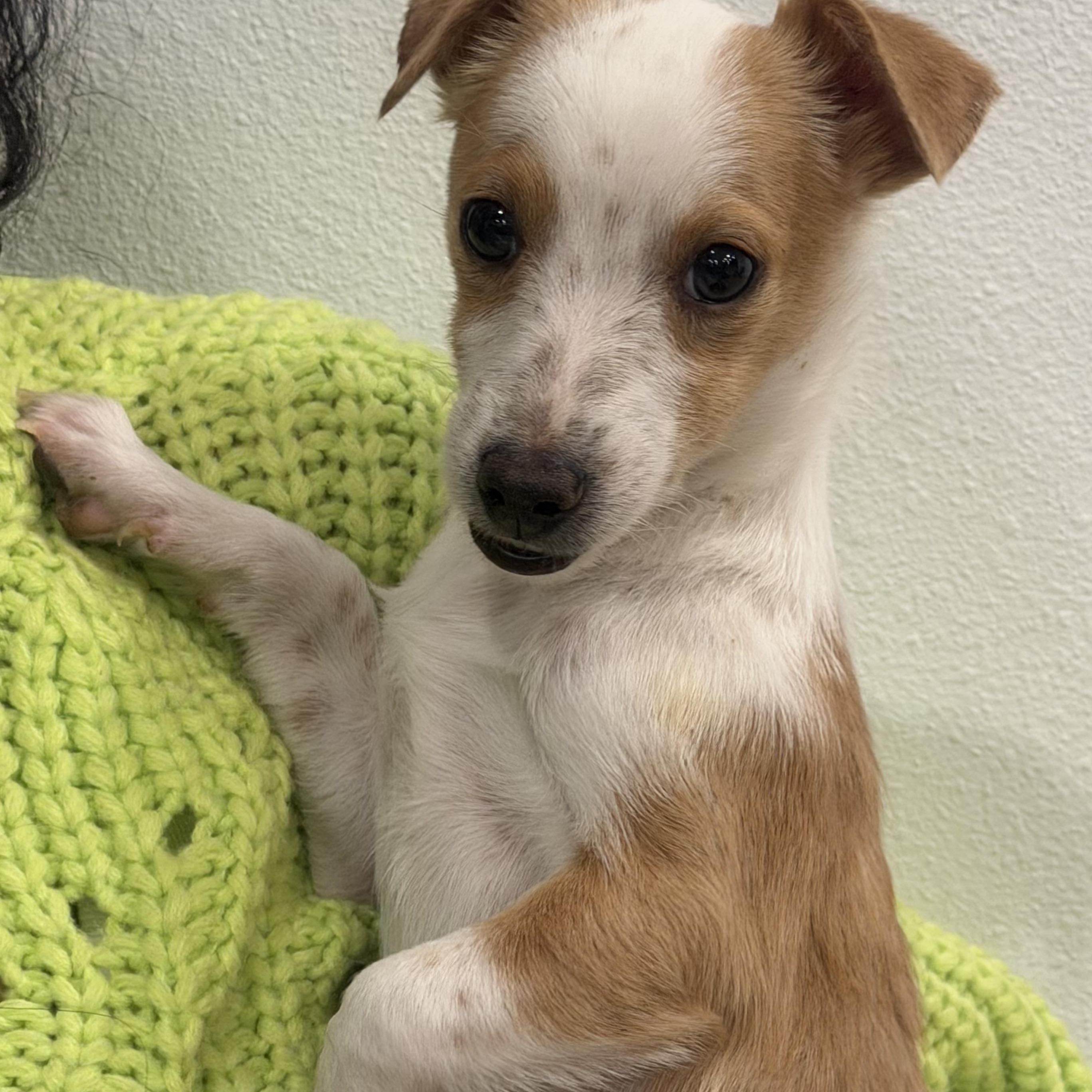 Mr. Itty Bitty CJ, Adoptable, Puppy Male Chihuahua & Fox Terrier.