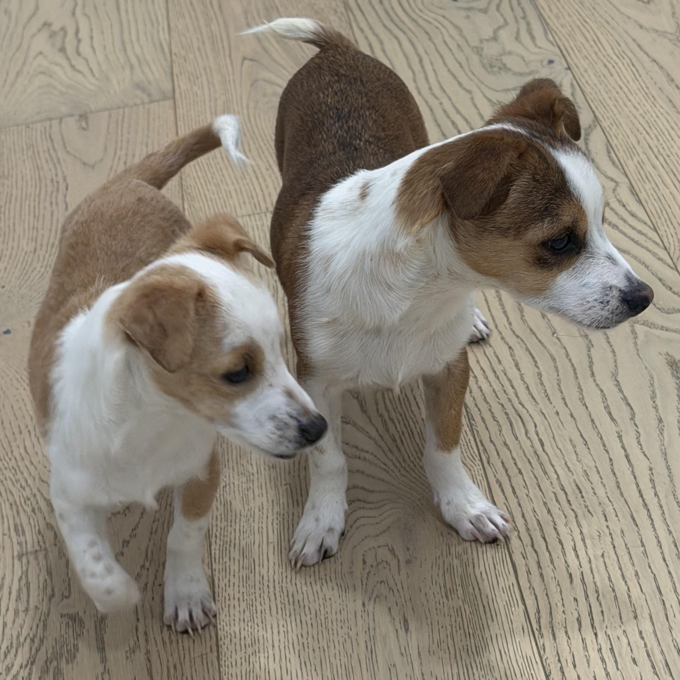 Enlarge Mr. Itty Bitty CJ, a Adoptable mixed breed in Vancouver, BC image 4/6