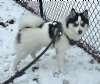 Enlarge Kiba, an adopted Pomsky in Sudbury, MA image 2/2