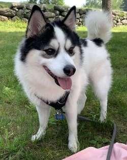 Enlarge Kiba, an adopted Pomsky in Sudbury, MA image 1/2
