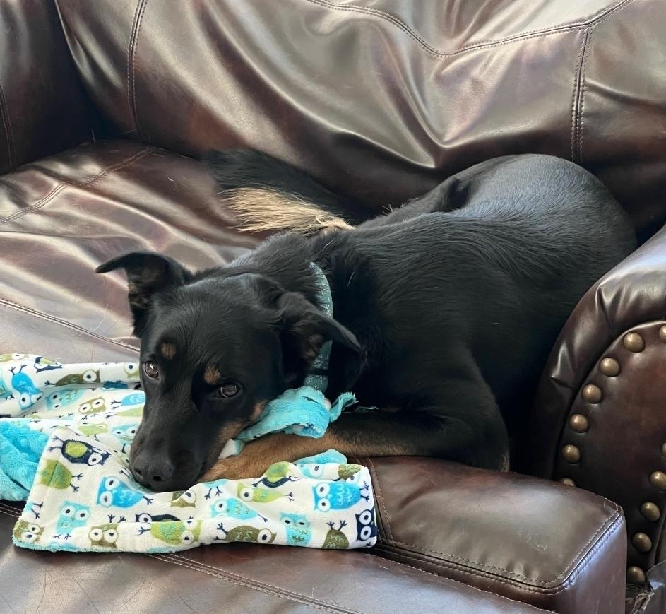 Ember - Courtesy Listing, a Adoptable mixed breed in Sedalia, CO image 1/6