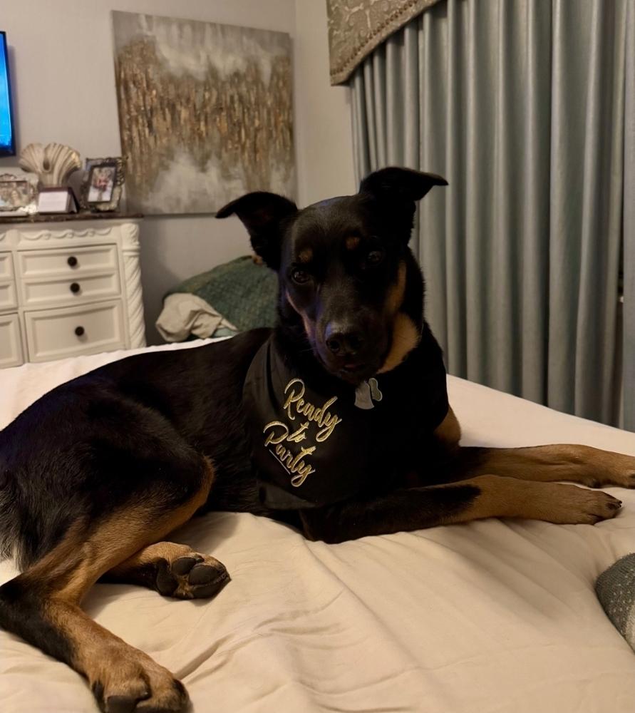 Ember - Courtesy Listing, a Adoptable mixed breed in Sedalia, CO image 3/6