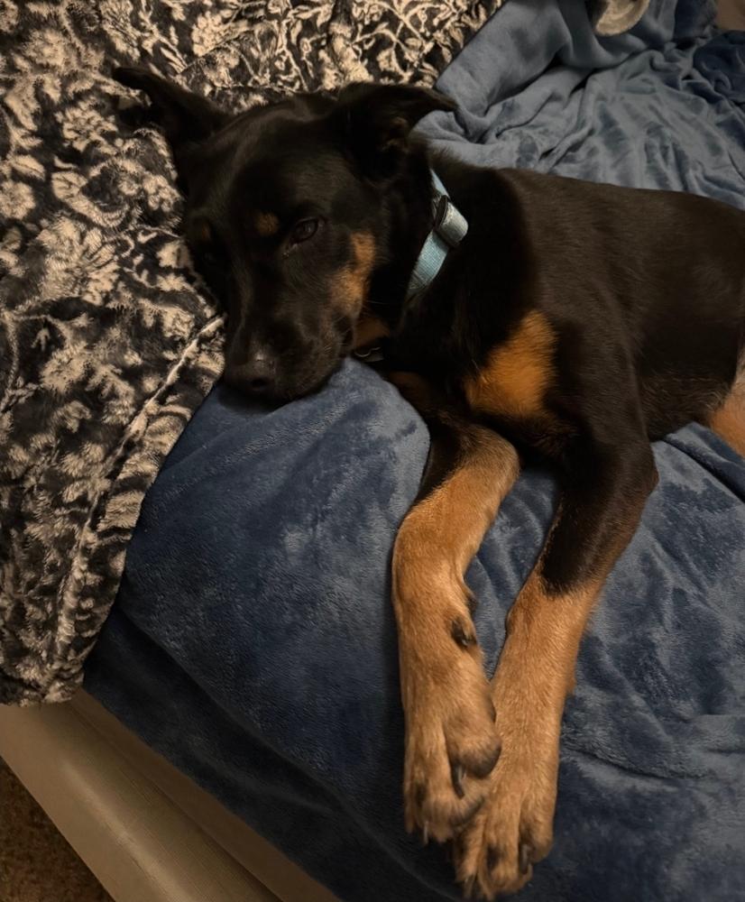 Ember - Courtesy Listing, a Adoptable mixed breed in Sedalia, CO image 4/6