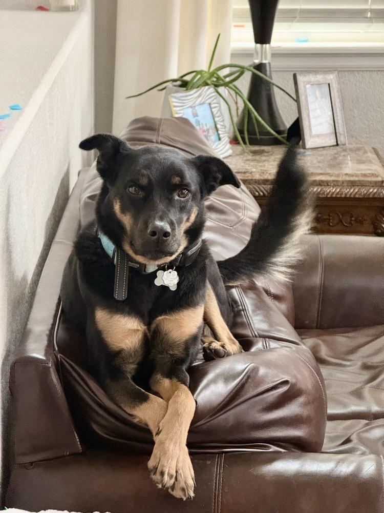 Enlarge Ember, a Adoptable mixed breed in Sedalia, CO image 5/6