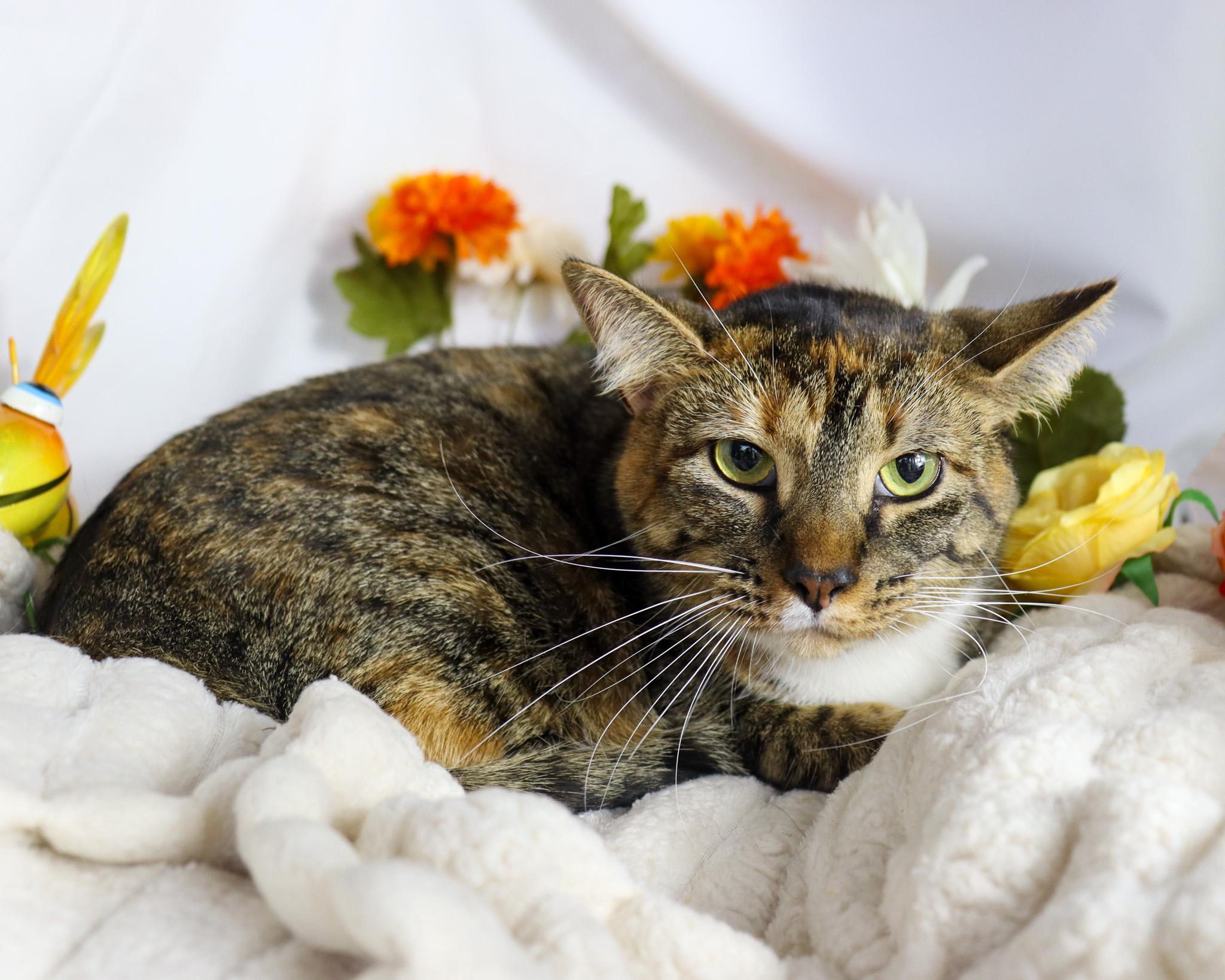 Enlarge Tinky, a Adoptable Torbie in Ocean Springs, MS image 3/5