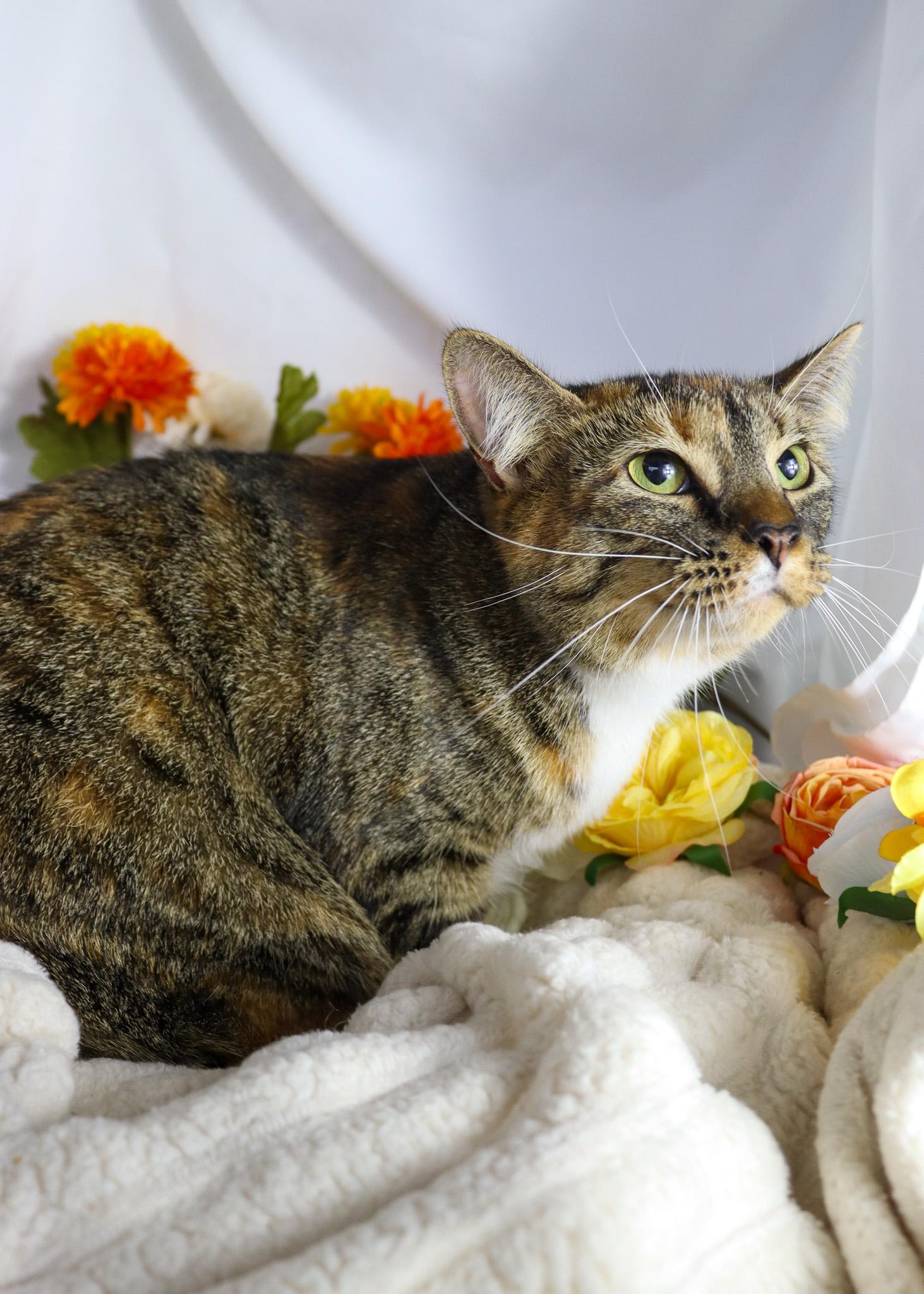 Enlarge Tinky, a Adoptable Torbie in Ocean Springs, MS image 4/5