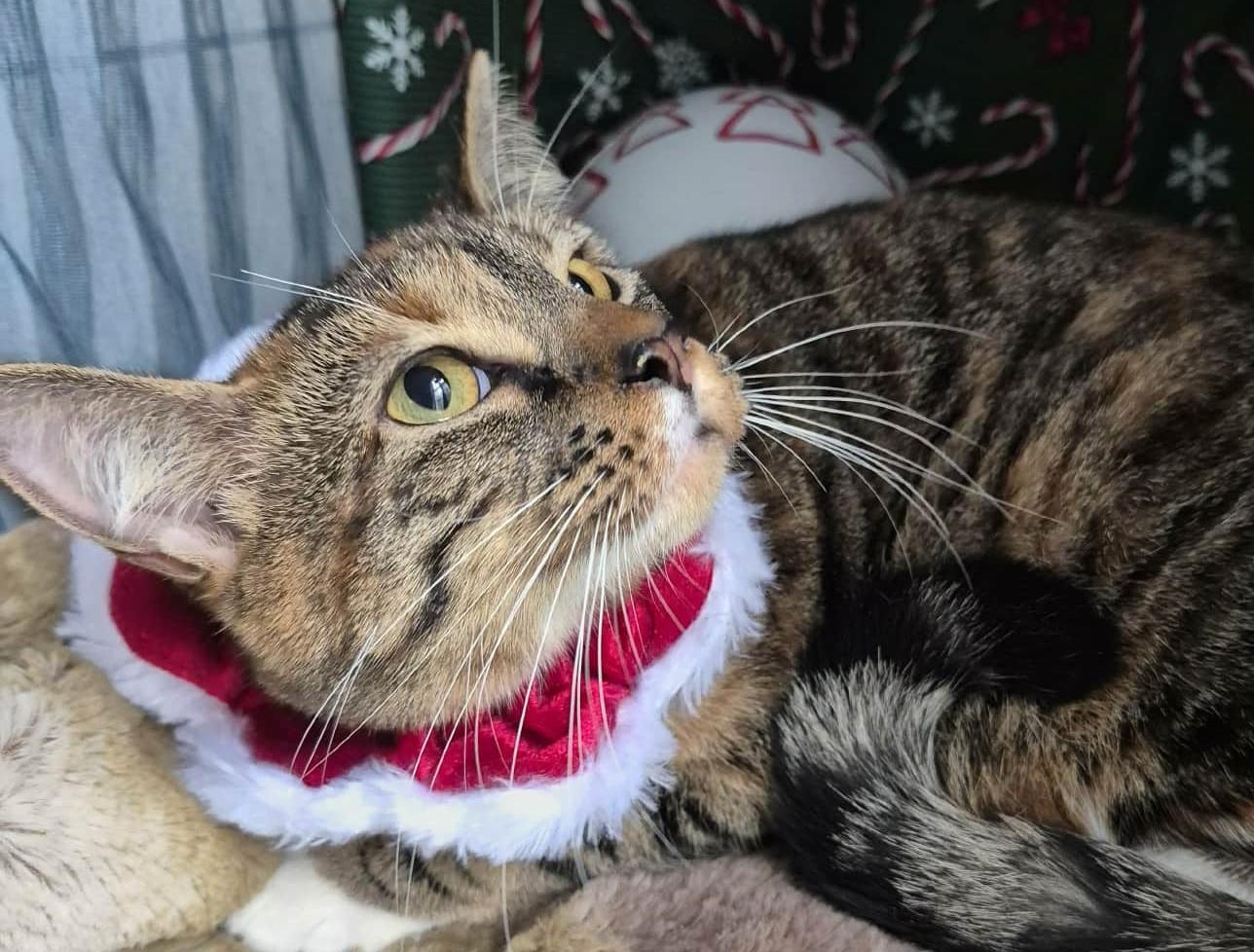 Enlarge Tinky, a Adoptable Torbie in Ocean Springs, MS image 1/5