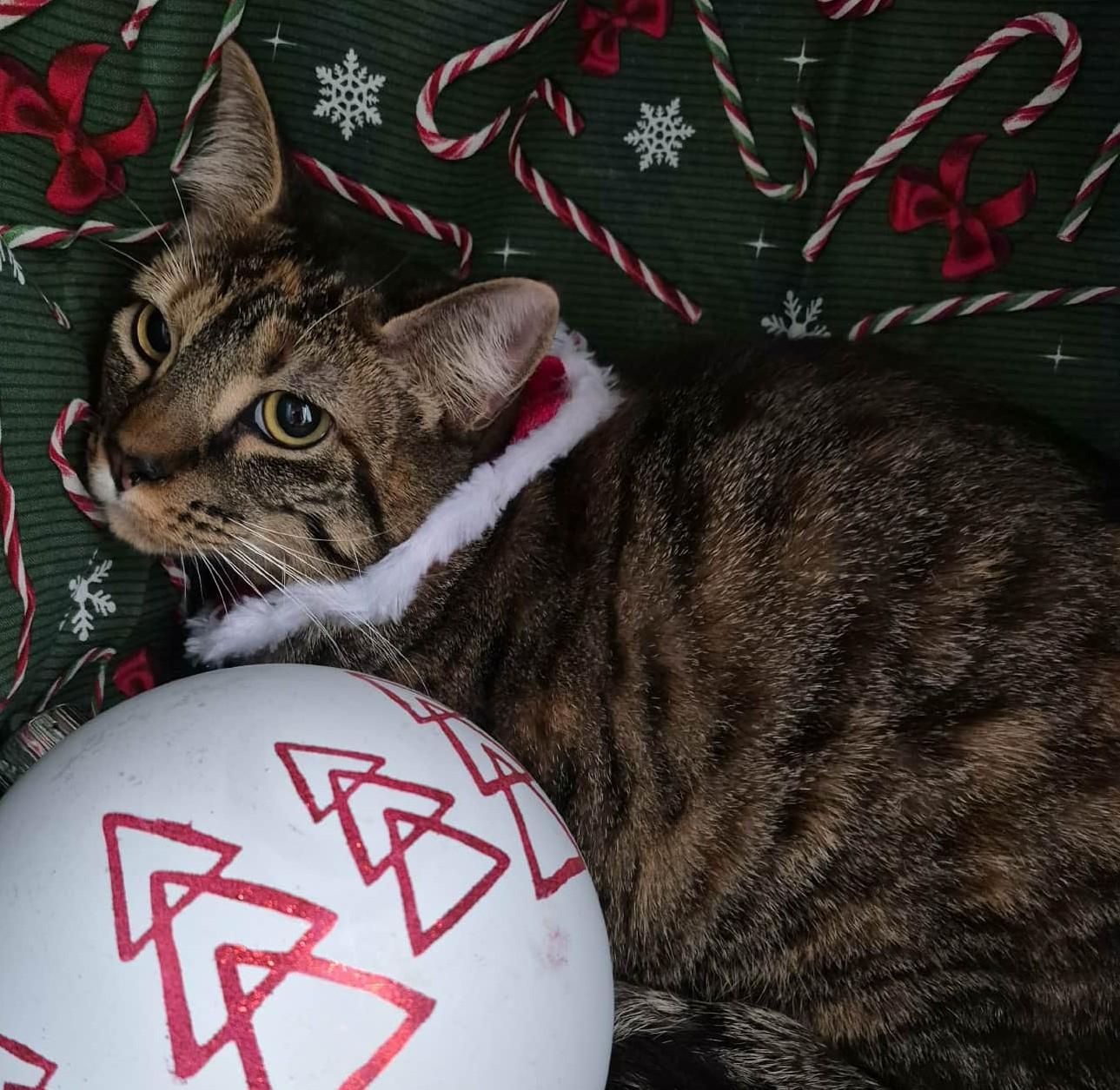 Enlarge Tinky, a Adoptable Torbie in Ocean Springs, MS image 2/5