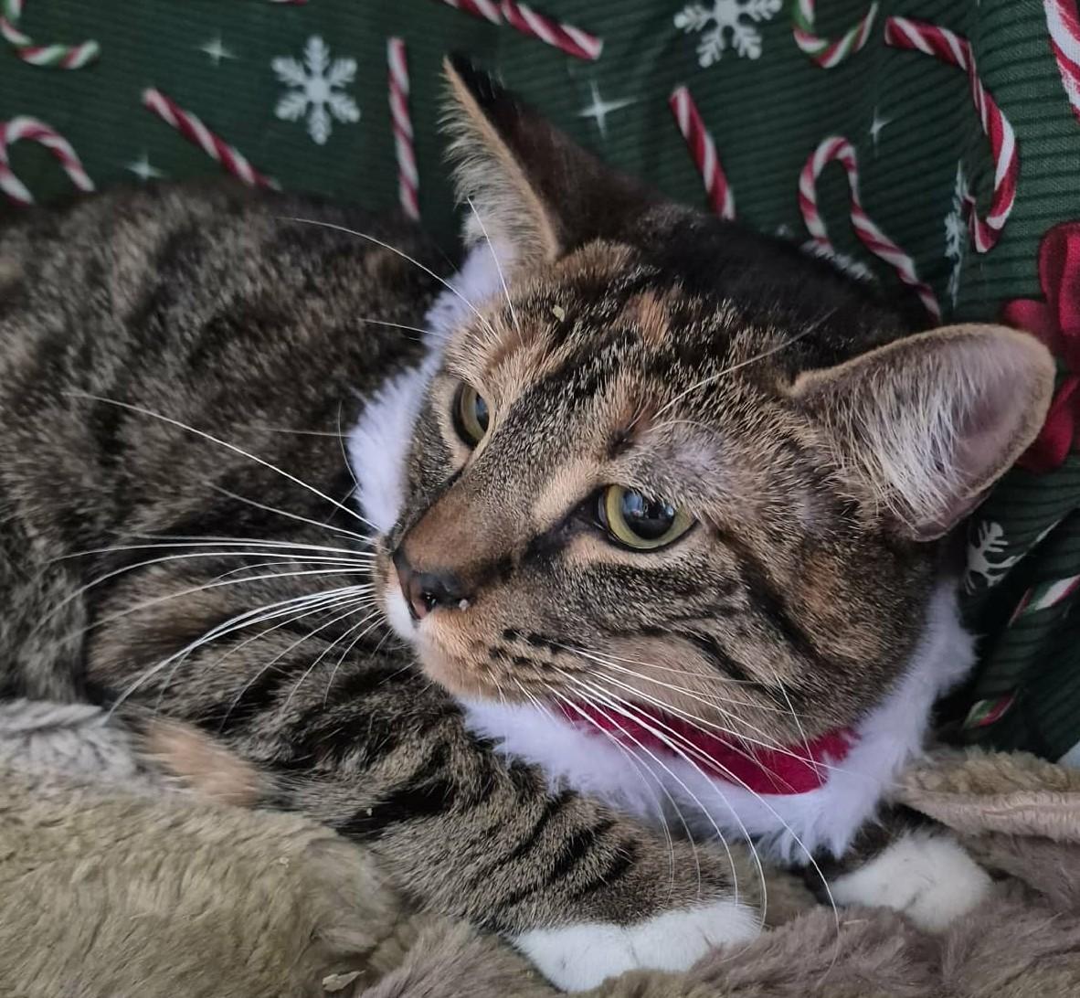 Enlarge Tinky, a Adoptable Torbie in Ocean Springs, MS image 3/5