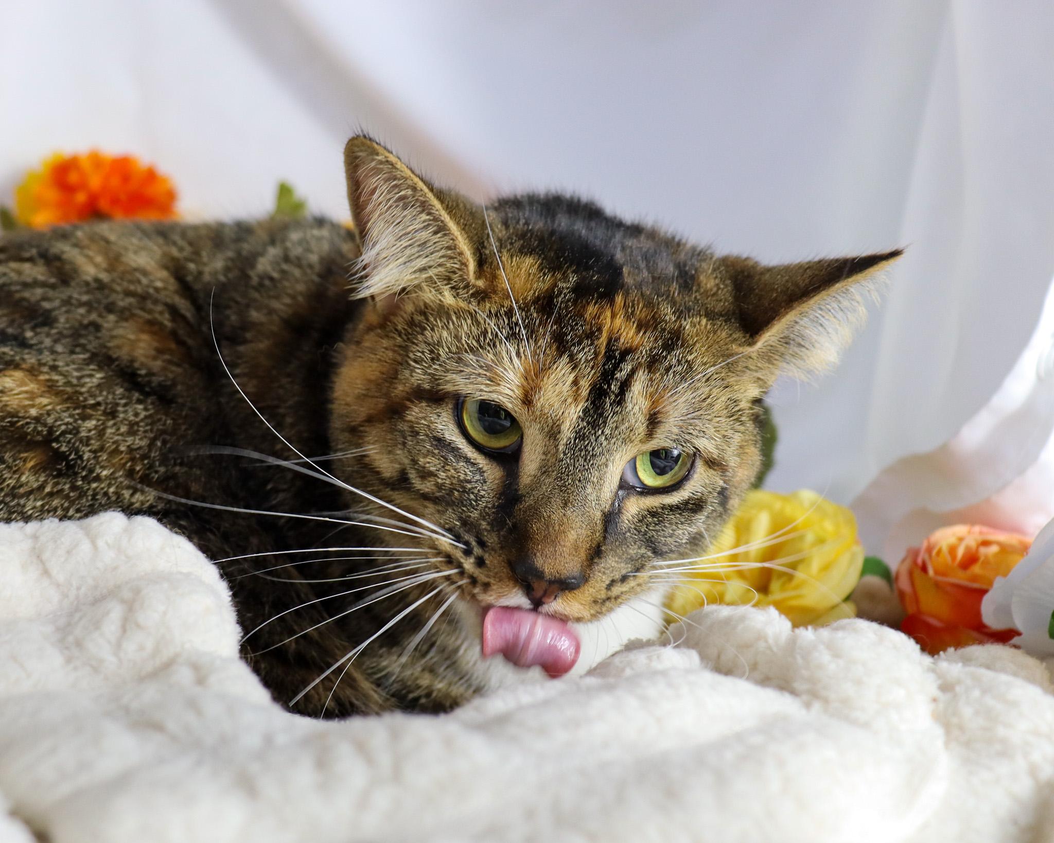 Enlarge Tinky, a Adoptable Torbie in Ocean Springs, MS image 2/5