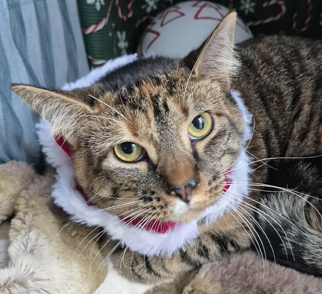 Enlarge Tinky, a Adoptable Torbie in Ocean Springs, MS image 4/5