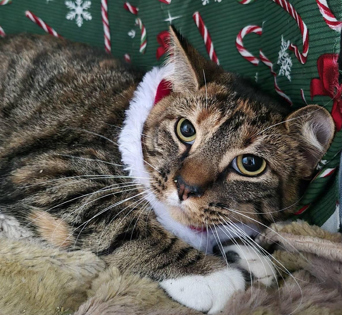 Enlarge Tinky, a Adoptable Torbie in Ocean Springs, MS image 5/5