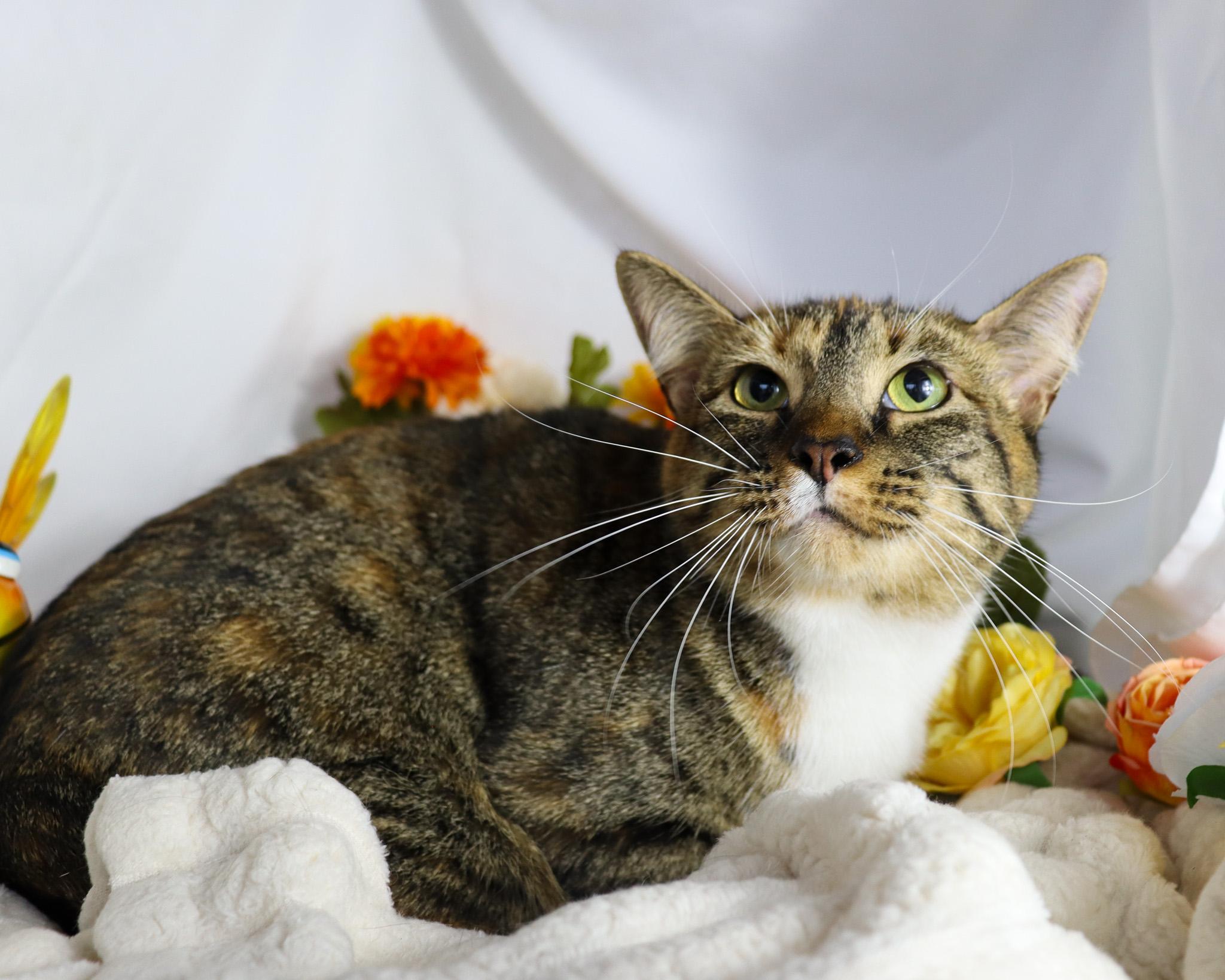 Tinky, Adoptable, Young Female Torbie.