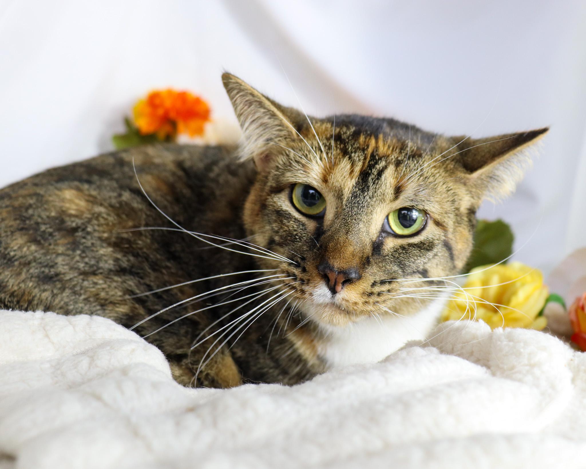 Enlarge Tinky, a Adoptable Torbie in Ocean Springs, MS image 5/5