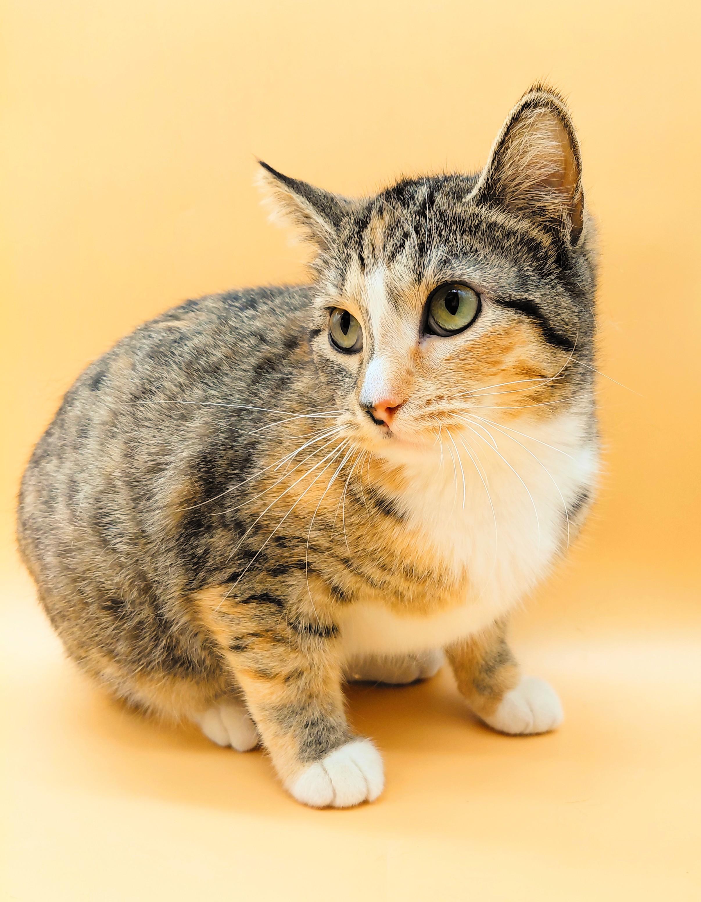 Bunnee — thumbnail 4