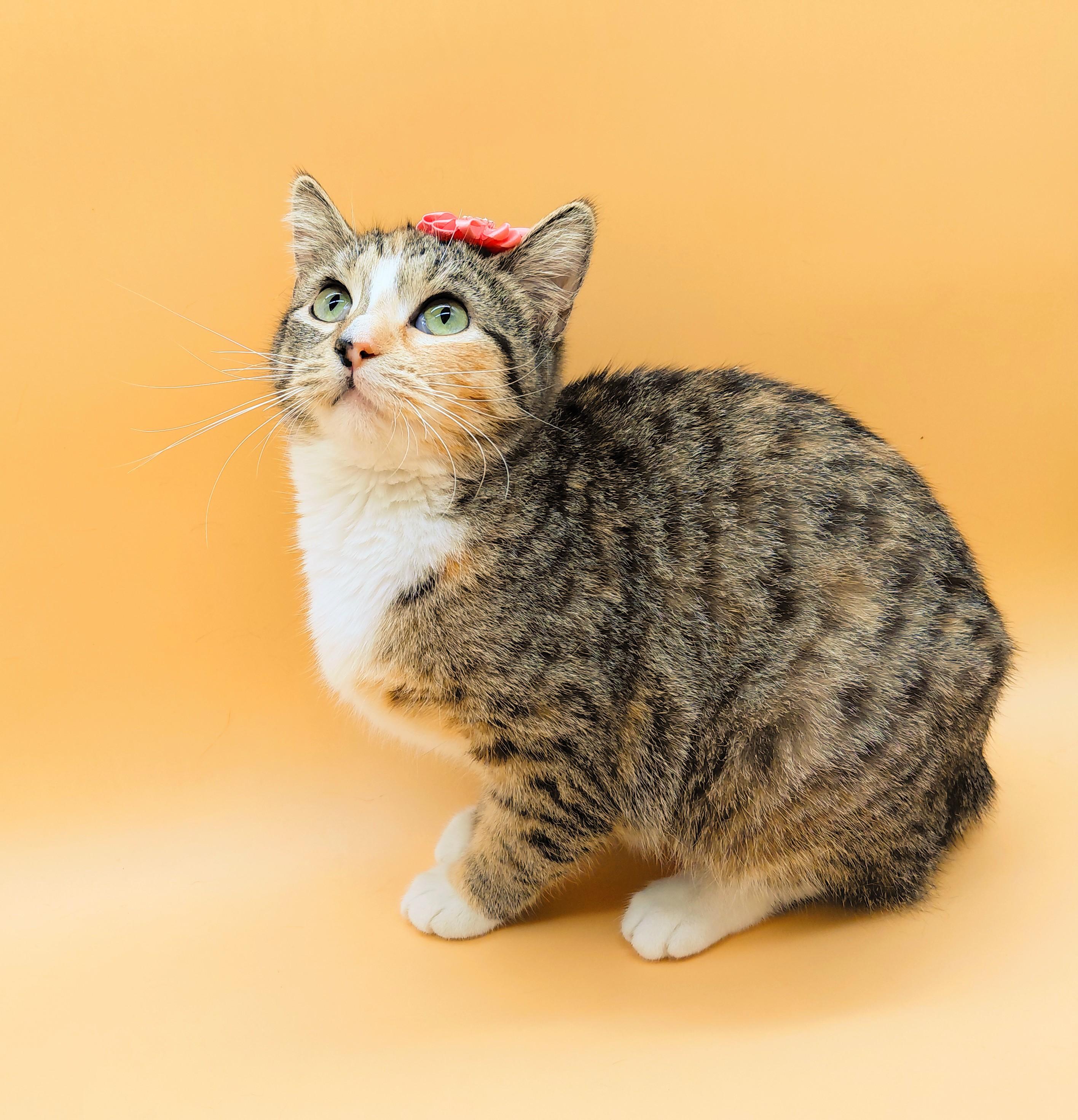 Bunnee — thumbnail 5