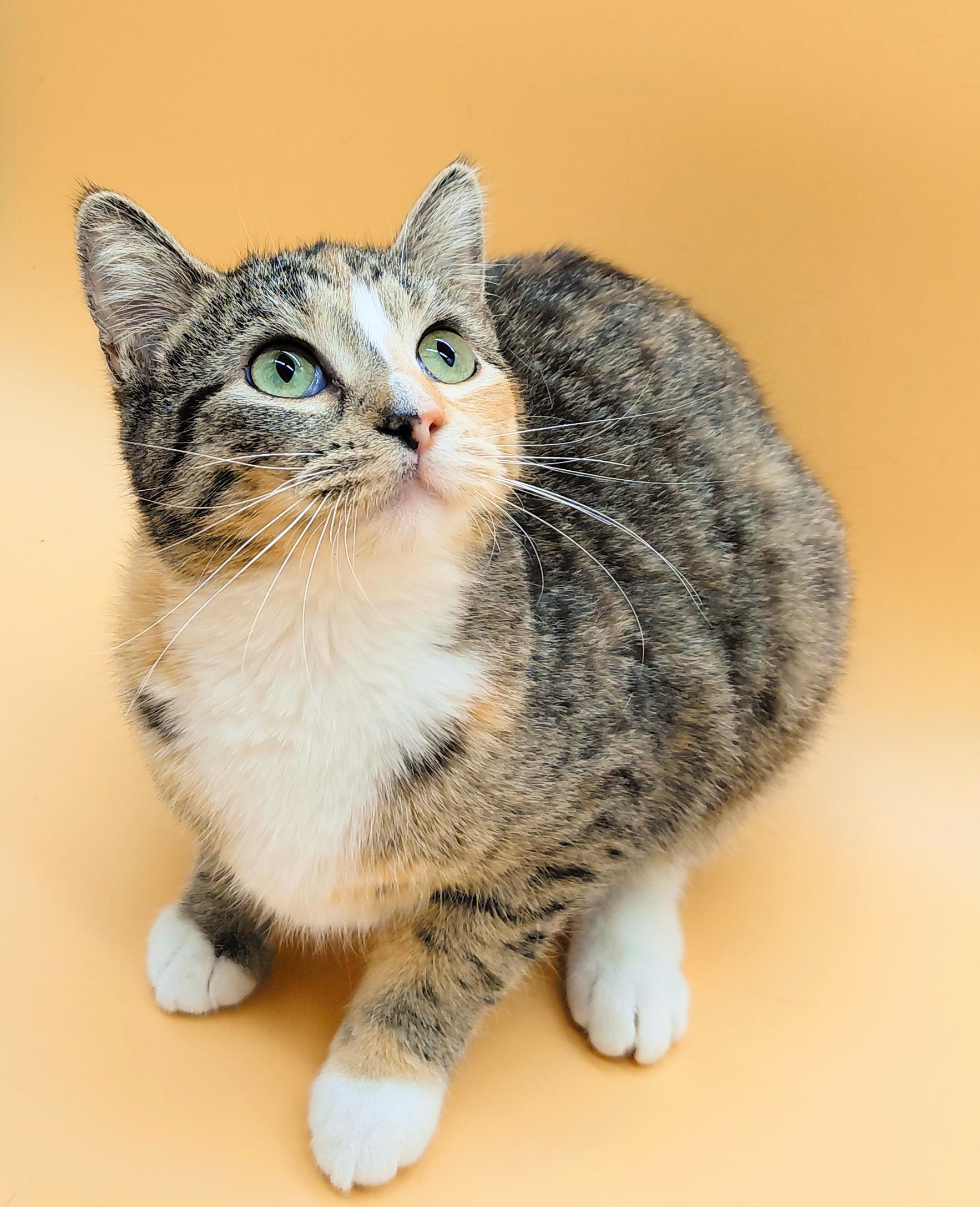 Bunnee — thumbnail 6