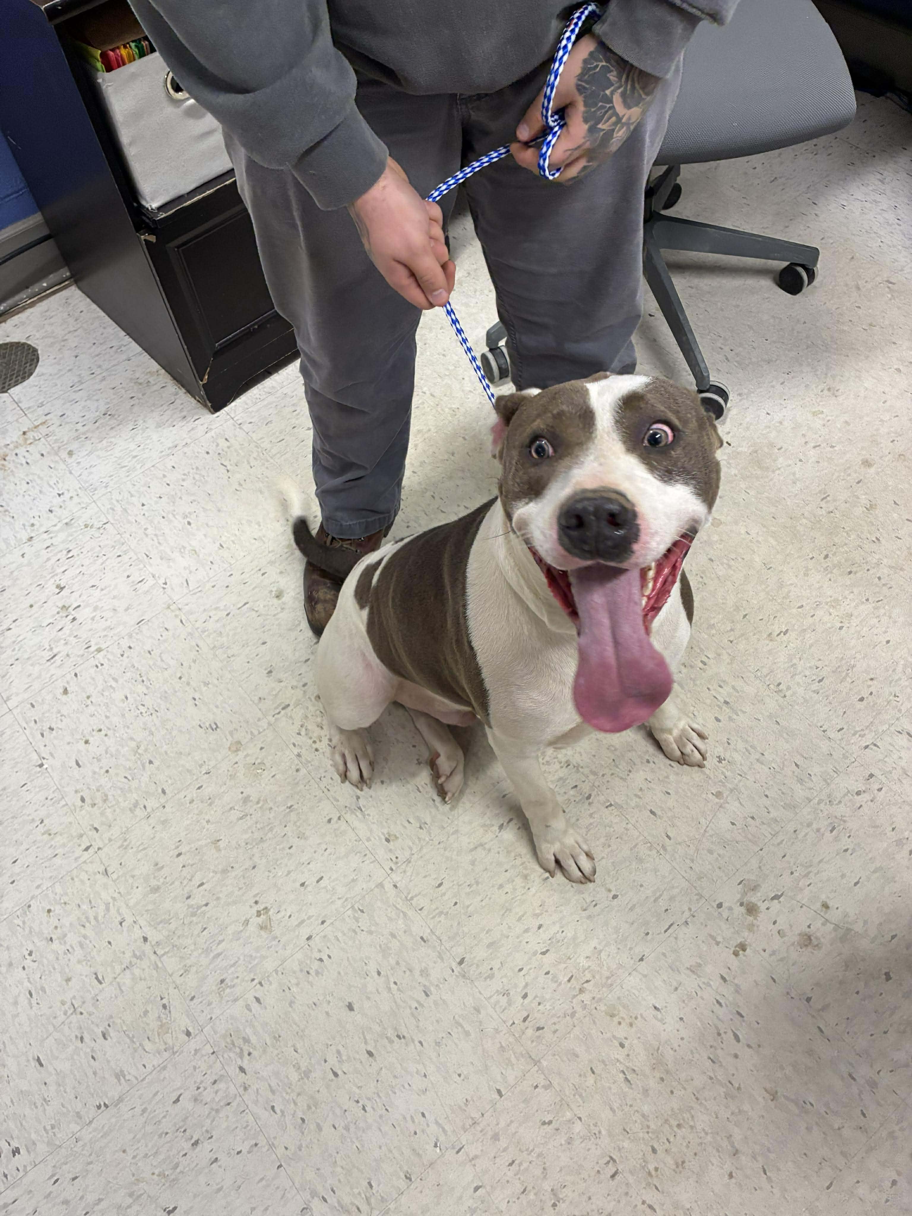 Enlarge Burt, a ADOPTABLE mixed breed in Leitchfield, KY image 1/1