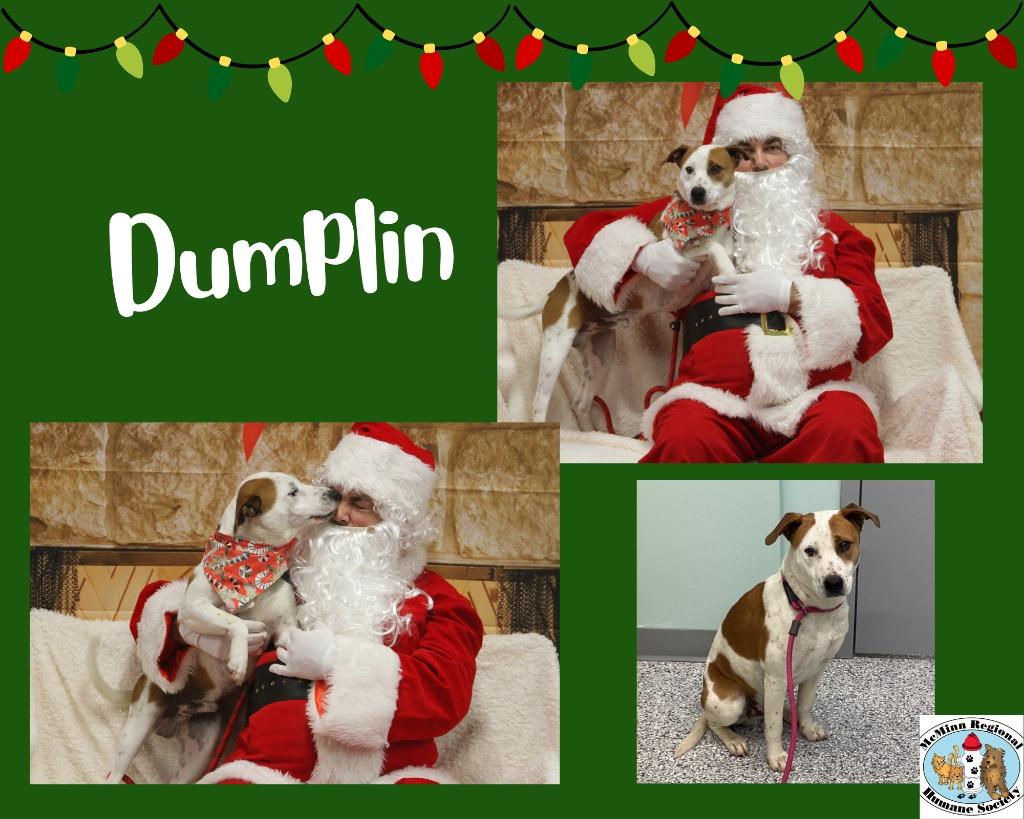Enlarge Dumplin, a Adoptable mixed breed in Athens, TN image 1/2