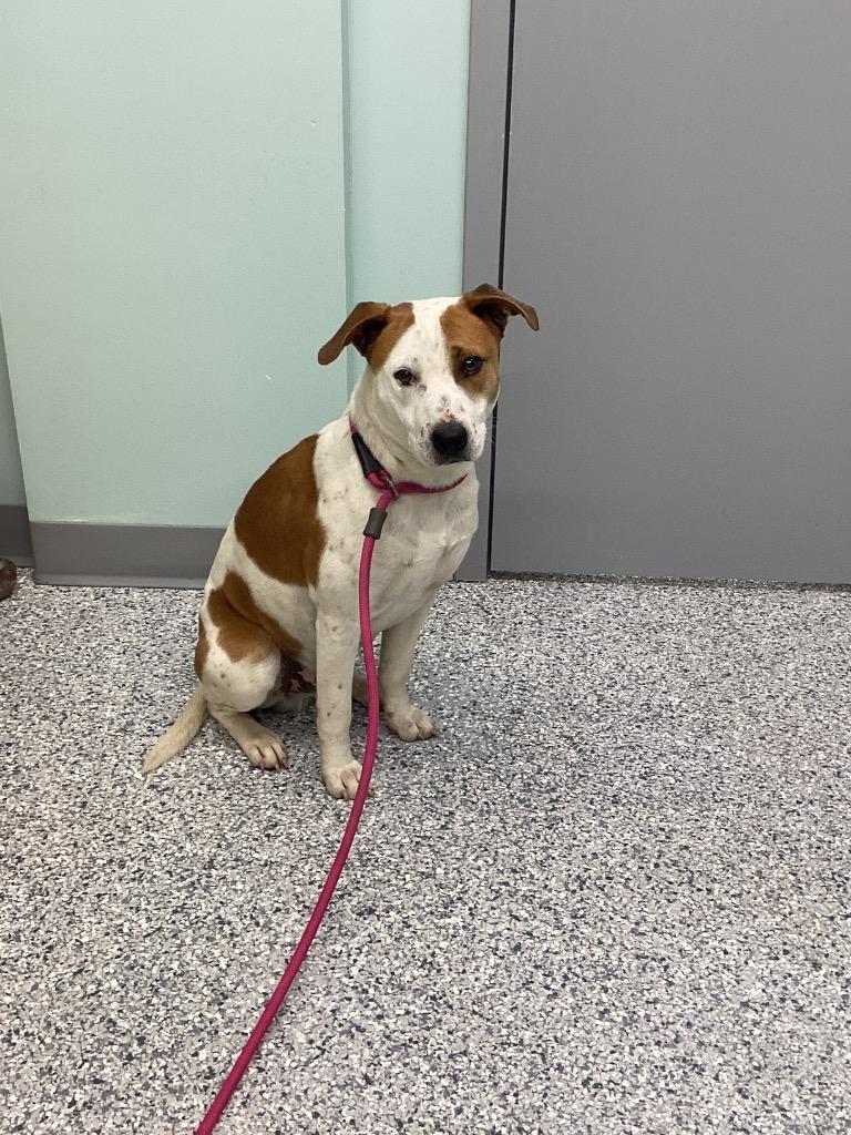 Enlarge Dumplin, a Adoptable mixed breed in Athens, TN image 2/2