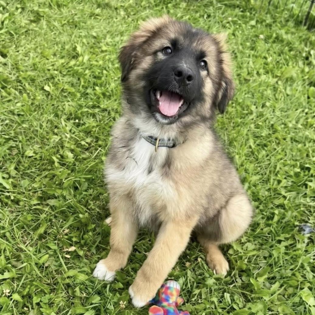 Enlarge Shylo, a Adoptable mixed breed in Winnipeg, MB image 4/6