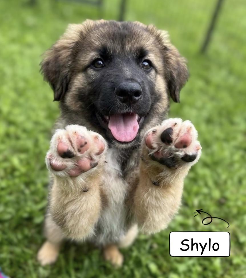 Enlarge Shylo, a Adoptable mixed breed in Winnipeg, MB image 2/6