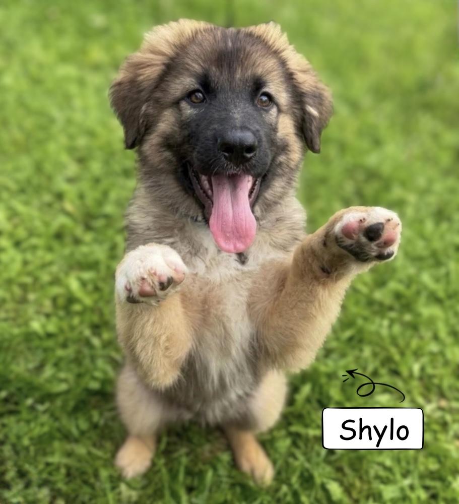 Enlarge Shylo, a Adoptable mixed breed in Winnipeg, MB image 6/6