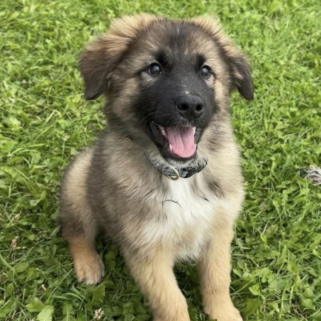 Enlarge Shylo, a Adoptable mixed breed in Winnipeg, MB image 5/6