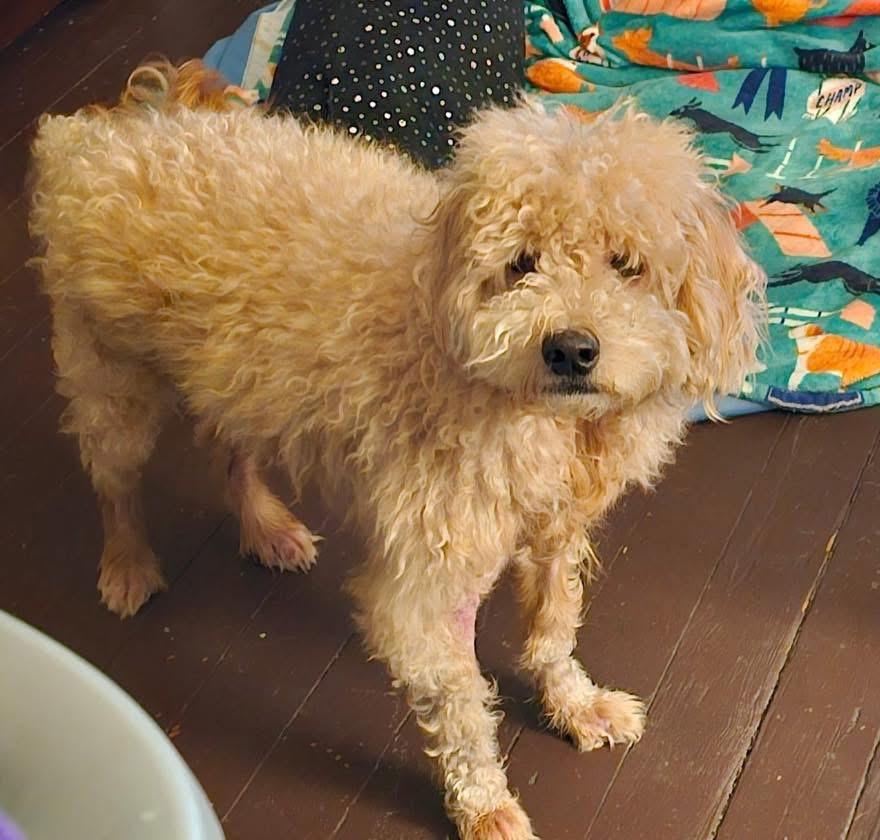 Frankie, Adoptable, Adult Male Poodle.