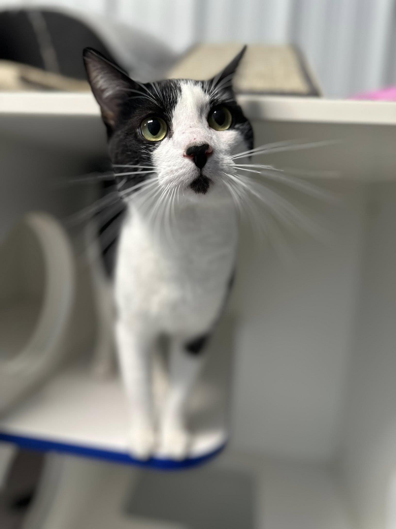 Enlarge Bad Bunny, a ADOPTABLE Domestic Short Hair in Clinton, IL image 1/2