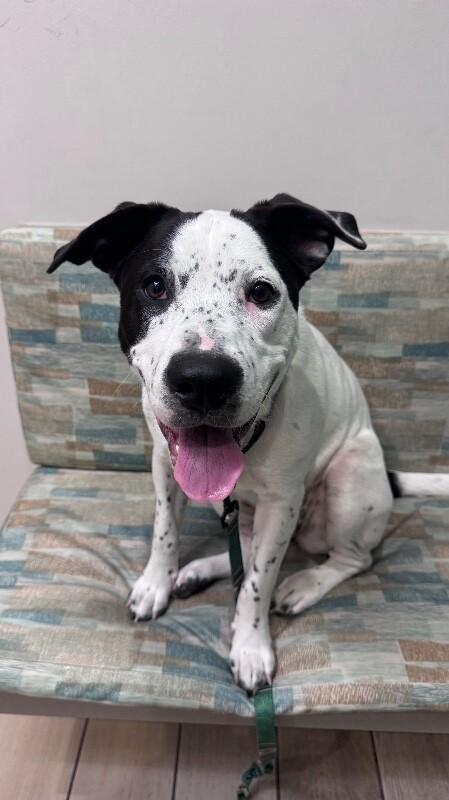 Rizzo, Adoptable, Adult Female Australian Cattle Dog / Blue Heeler.