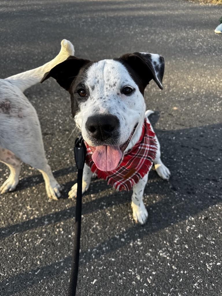 Enlarge Rizzo, a Adoptable Australian Cattle Dog / Blue Heeler in Austin, TX image 2/6